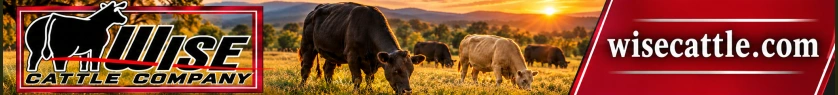 Wise Cattle Company banner advertisement